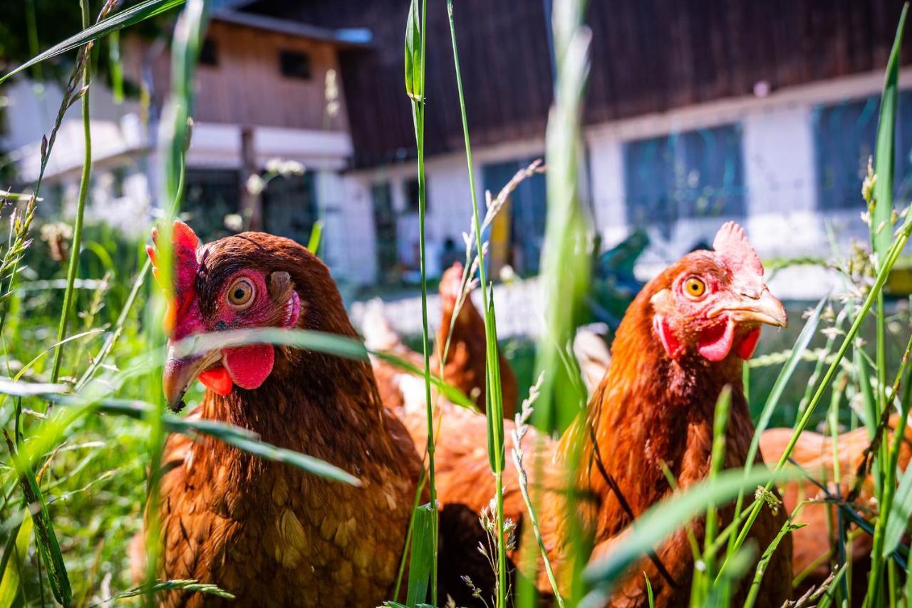 Séjour à la ferme Oberlehenhof Kaprun