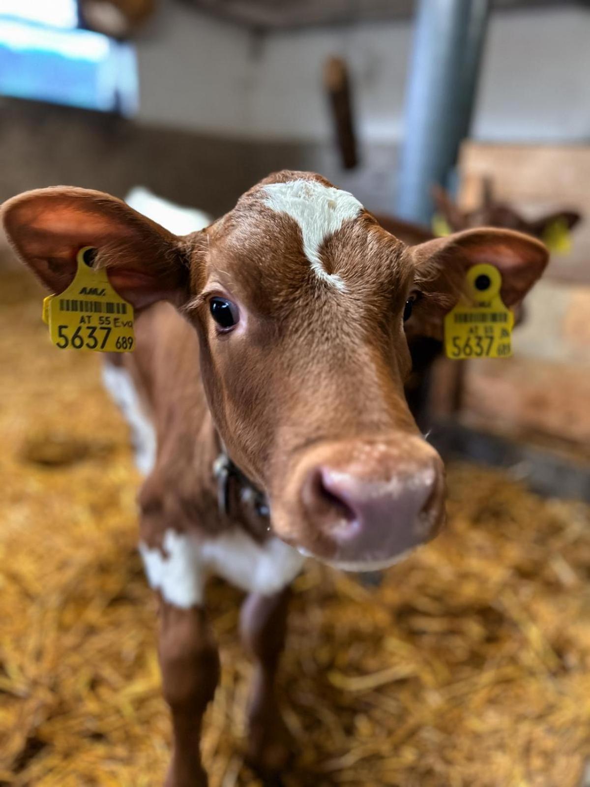 Oberlehenhof Séjour à la ferme Kaprun