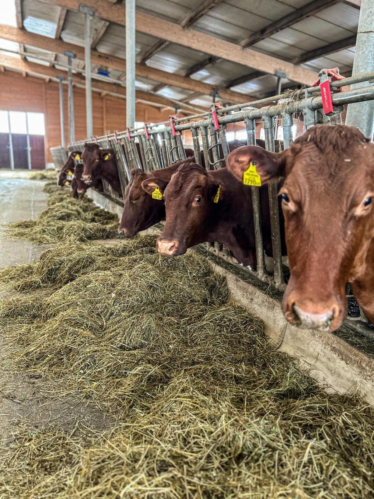 Séjour à la ferme Oberlehenhof *